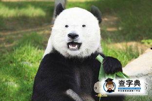 熊猫黑眼圈的搞笑图片